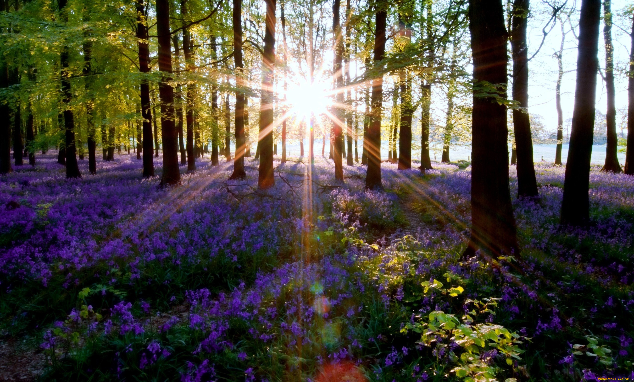 Бесплатные картинки утро. "Солнце в лесу". Весенний лес. Летний лес. Лучи солнца в лесу.
